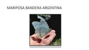 MARIPOSA BANDERA ARGNTNA