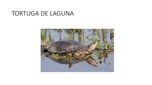TORTUGA DE LAGUNA