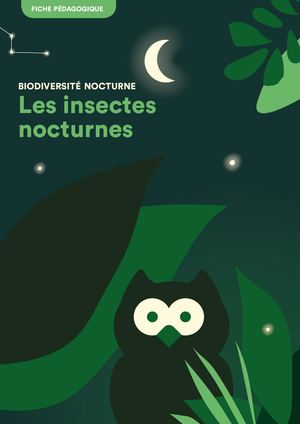 Fiche Pedagogique 02 Insectes Nocturnes