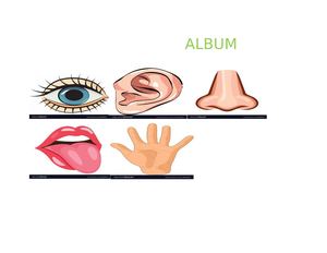 Los Cinco Sentidos Trabajo Final