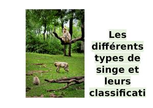 Les Types Des Singes Remi