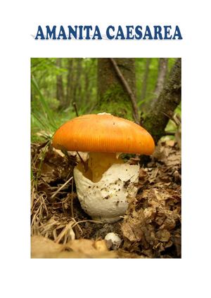 Propuesta de intervención social  Amanita Caesarea