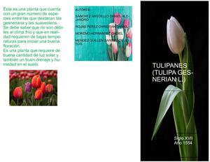 Tulipanes