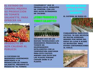 EL TOMATE CHIAPANECO