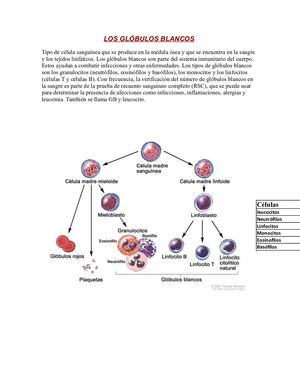 Globulos Blancos