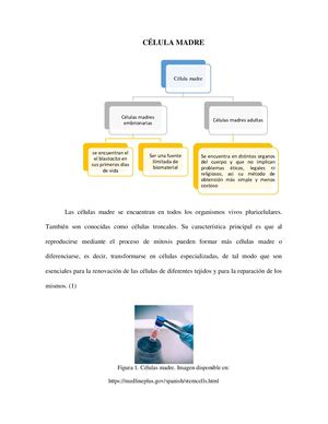 Célula Madre