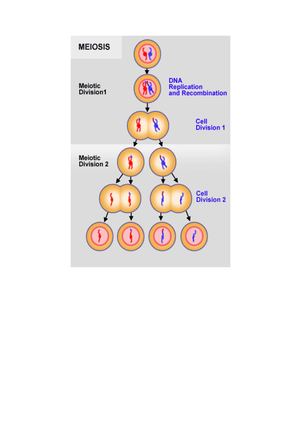 Repaso De La Meiosis