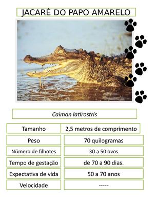 Super Trunfo Animais da Mata Atlântica