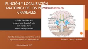 Función Y Localización Anatómica De Los Pares Craneales