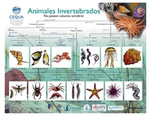 Animales Invertebrados