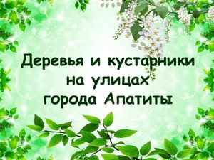 Деревья и кустарники на улицах города Апатиты