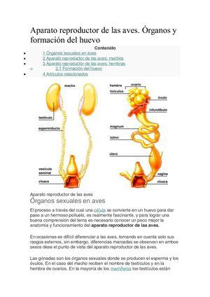 Aparato Reproductor De Las Aves