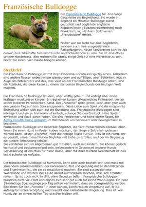 Franzoesische Bulldogge