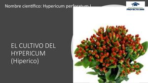 Hyperucum