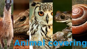 Animal Coverings