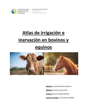Atlas de irrigación e inervación uct