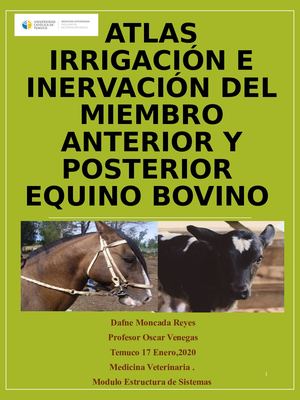 Atlas Irrigación e Inervación del miembro anterior y posterior de a especie Equina y Bovina