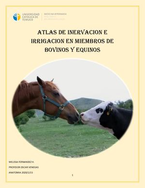 Atlas De Inervacion E Irrigacion En Miembros De Bovinos Y Equinos