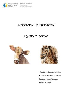 Inervación E Irrigación