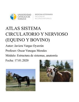 Atlas Sistema Circulatorio Y Nervioso