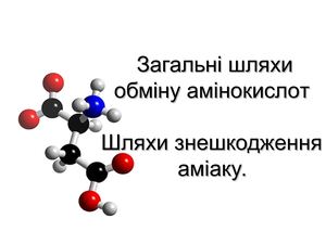 Загальні шляхи обміну амінокислот.