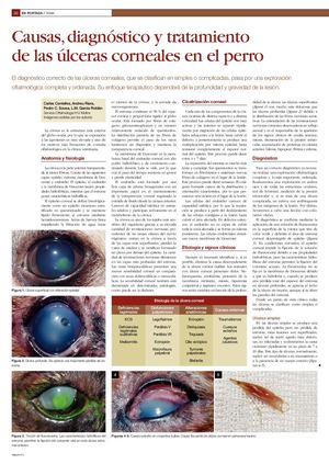 Causas Diagnostico Y Tratamiento De Las Ulceras Corneales