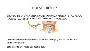 Unidad 2 Anatomia