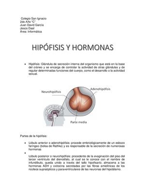 Juan David Jesus Daal Hipofisis