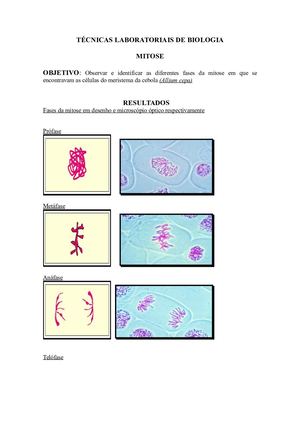 14171771 Relatorio Aula Pratica Mitose