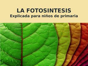 Fotosintesis (1)