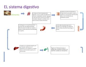 Esquema de la digestión