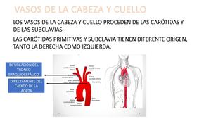 Unidad 3 Anatomia
