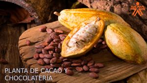 Condiciones De Almacenamiento del cacao