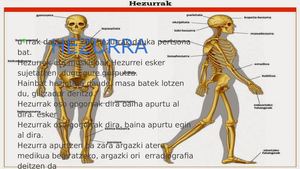 Hezurrak(2)