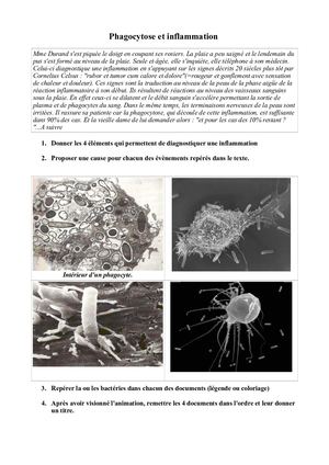 Activité 3ème Phagocytose