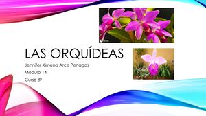 Las Orquídeas