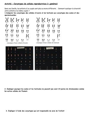 Activité Caryotypes Des Gamètes