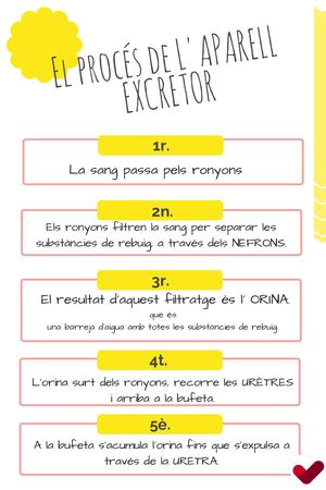 El recorregut de l'orina