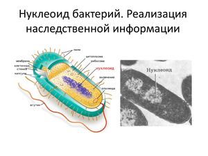 Нуклеоид бактерий. Реализация наследственной информации