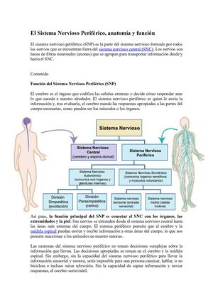 Sistema Nervioso Periférico