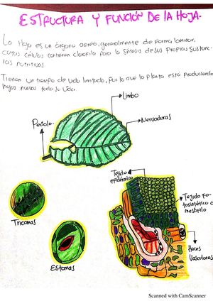 Estructura Y Funcion De La Hoja