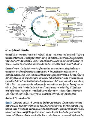 ความรู้เกี่ยวกับจิ้งหรีด
