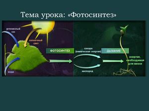 Фотосинтез