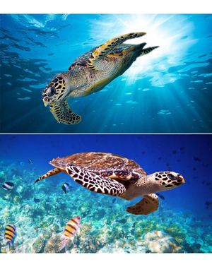 Texto Cientifico Tortuga Carey En Vía De Extinción