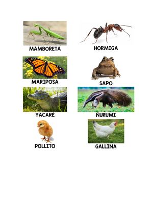 Animales Para Clasificar
