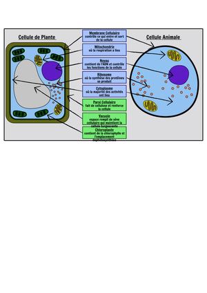 Comparatif entre cellule animale et végétale