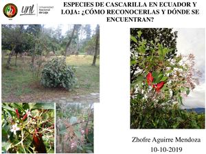 La Cascarilla, Quina o Quinina de Loja