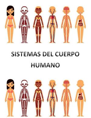 Sistemas Del Cuerpo Humano