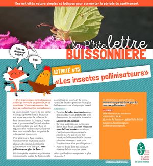 La Ptite Lettre Buissonnière 15 Les Insectes Pollinisateurs