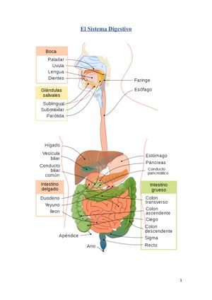 Sistema Digestivo Libro De Biologia